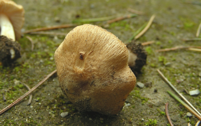 Inocybe sp.